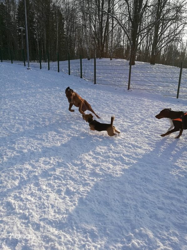 säällä kuin säällä koirat ulos koirahotelli perro